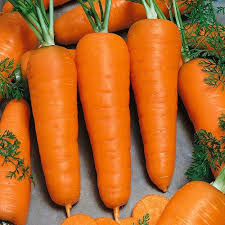 Carrot- Chantenay Royal