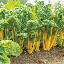 Heart of Gold – Organic Swiss Chard Seed