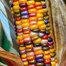 Glass Gem Corn Seed