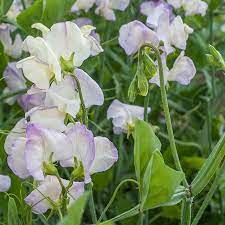 Sweetpea- Streamers Blue
