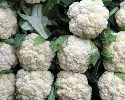 Cauliflower- Selection 174