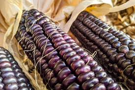 Corn, Maize- Blue Hopi
