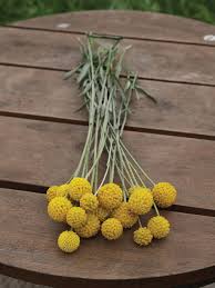 Sun Ball – Organic Craspedia Seed