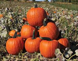 Cronus – Pumpkin Seed