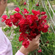 Sweetpea- Royal Crimson
