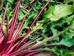 Chicory- Italiko Rosso