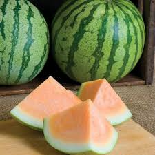 Orange Crisp – Watermelon Seed