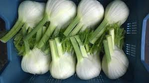 Dragon – Fennel Seed