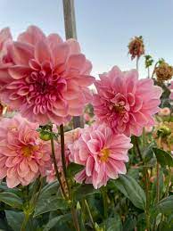 Dahlia- Glenmarc Rufus (Tuber)