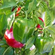 Capsicum- Californian Wonder