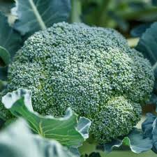 De Cicco – Organic Sprouting Broccoli Seeds