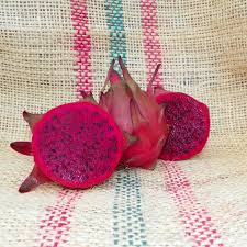 Dragon Fruit- Zamorano (Cutting)