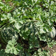 Preserving Melon- Red Seeded Citron