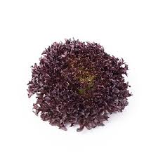 Salanova Hydroponic Red Batavia – Pelleted Lettuce Seed