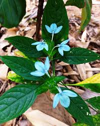Heirloom Non-GMO Blue Ecbolium Viride Flower Seeds for Garden Landscaping and Home Gardening