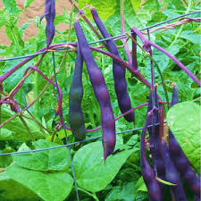 Bush Bean- Royal Burgundy