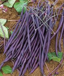 Carminat – Purple Pole Bean Seeds
