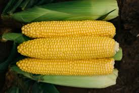 SS3778R – Corn Seed