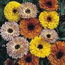 Calendula- Touch of Red Mix
