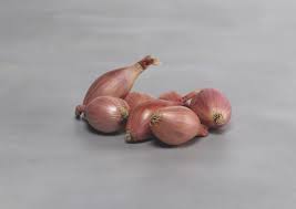 Innovator – Shallot Seed