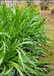 Minutina – Specialty Green Seed