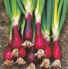 Bunching Onion- Red Beard