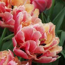 Verona Sunrise – Tulip