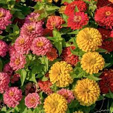 Sunbow Mix – Zinnia Seed