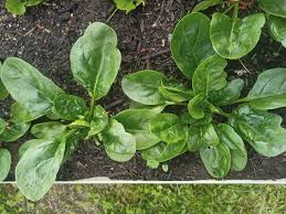 Lizard – Spinach Seed