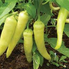 Pepper Sweet Banana Vegetable Seeds