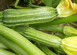 Costata Romanesco Zucchini Seeds for Planting – Heirloom and Non-GMO Garden Seeds