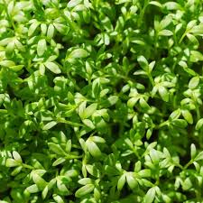 Garden Cress- Extra Curled