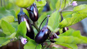 E-Tender – Water Eggplant Seeds