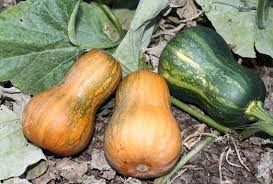 Honeynut – Organic Butternut Squash Seed