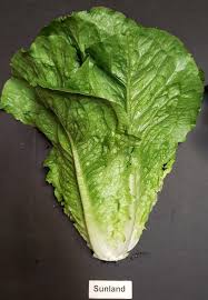 Sunland -Romaine Seeds