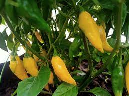 Chilli- Aji Lemon Drop