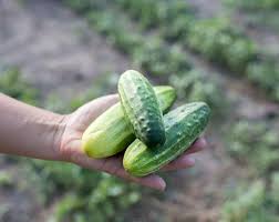 Northern Pickling – Organic Cucumber Seed
