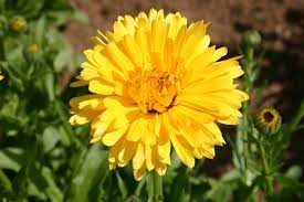 Calendula- Touch of Red Yellow