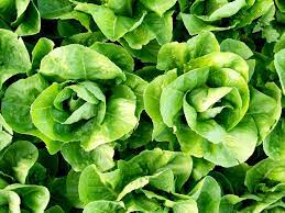 Lettuce- Parris Island Cos 25g