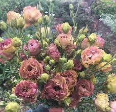 Rosanne 3 Brown – Lisianthus Seed