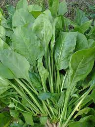 Bamboo leaf spinach Seeds selling organic vegetable Seeds