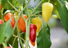 Havasu Pepper Seed (Santa Fe Pepper Seed)