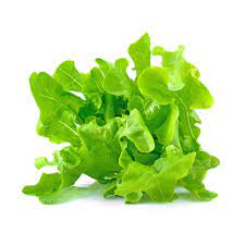 Lettuce- Oakleaf Green