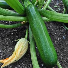 Green Machine – Organic Zucchini Squash Seed