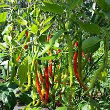 Chilli Jwala Pariksha Vegetable Seeds