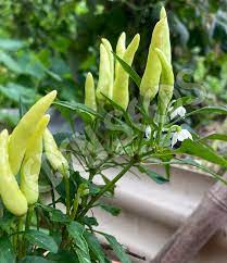 Chilli- Fire and Ice