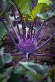 Kohlrabi- Purple Vienna