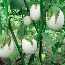 Brinjal Hybrid White Vegetable Seeds