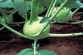 Quickstar – Kohlrabi Seed