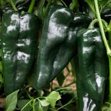 Sargento – Poblano Pepper Seed